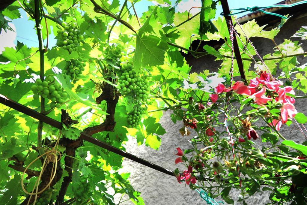 Modern&Cozy Bosnian House With Garden+Free Parking Hotel Sarajevo Ngoại thất bức ảnh